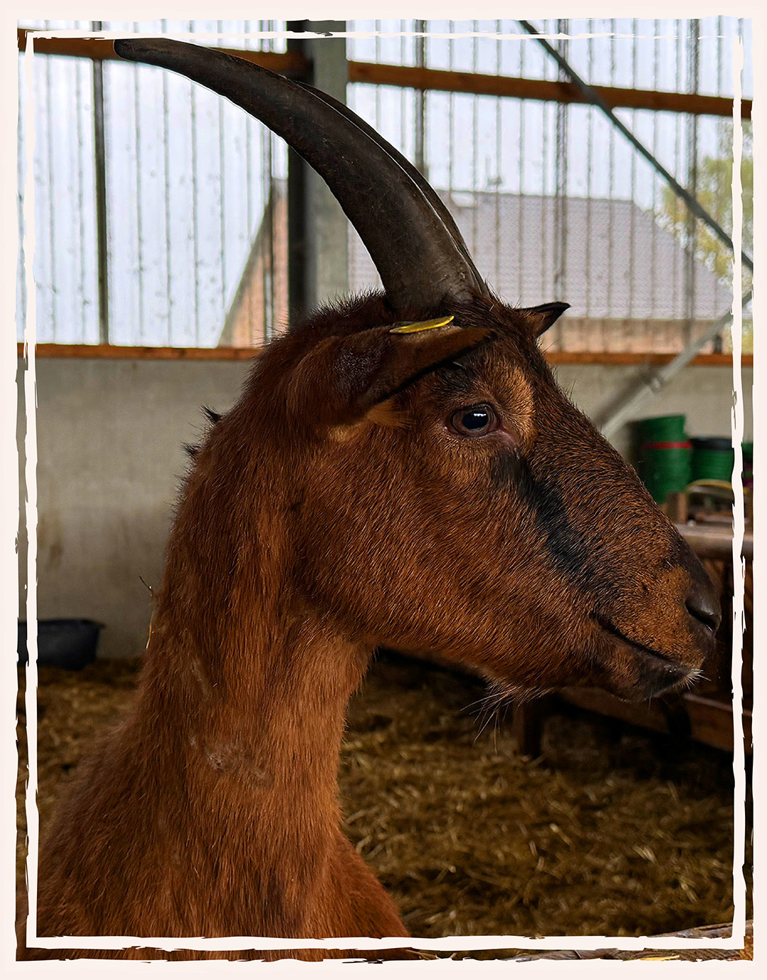 Ziegenfleisch aus eigener Haltung und Schlachtung vom Hof Konze in Lünen Nähe Dortmund