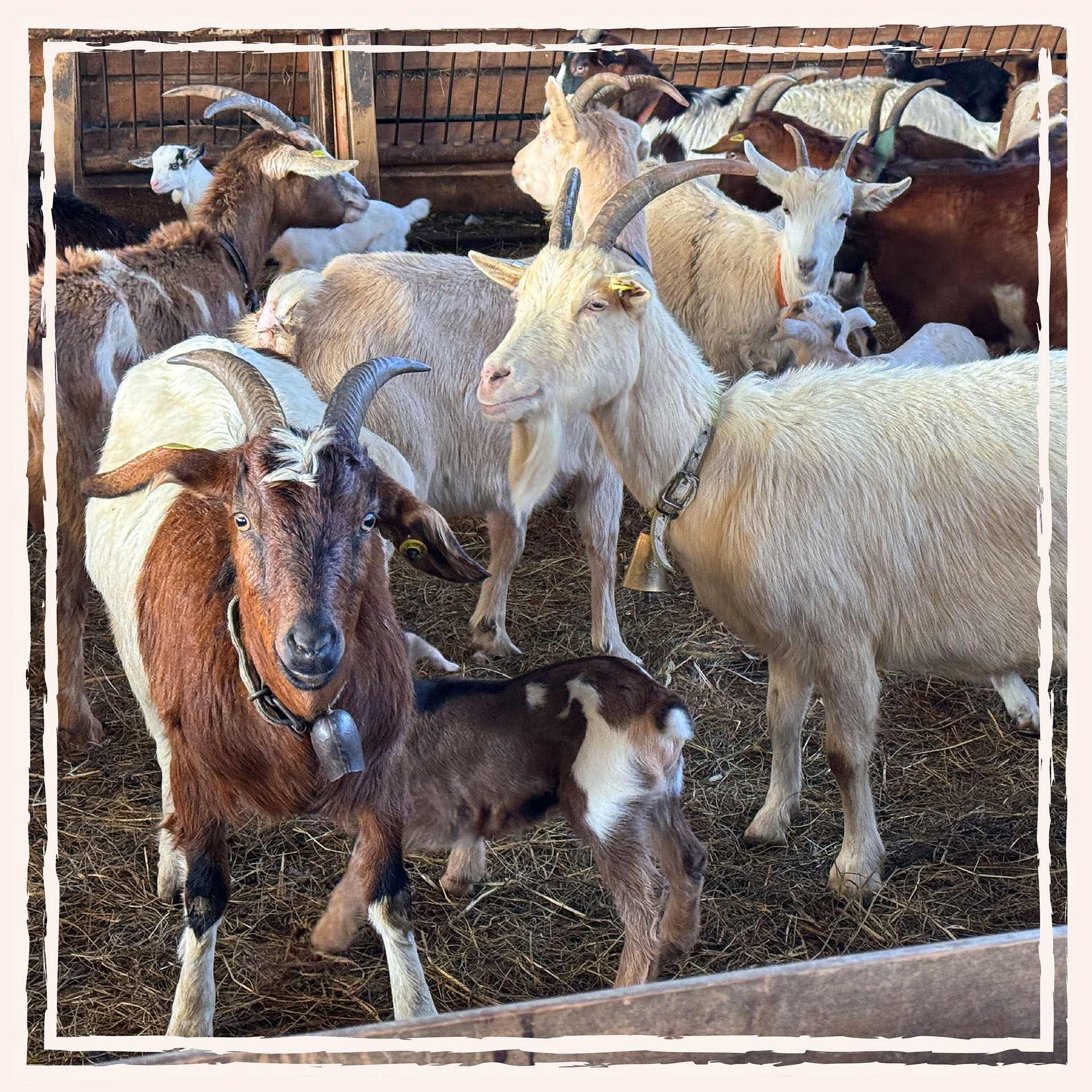 Ziegenfleisch aus hofeigener Schlachtung Nähe Dortmund